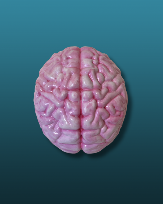 Cervello anatomico