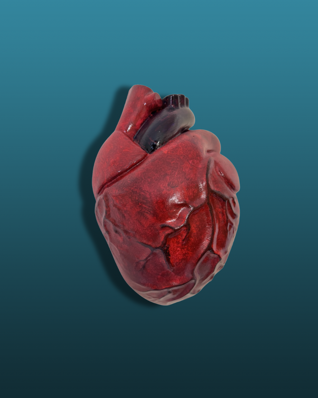 Cuore anatomico