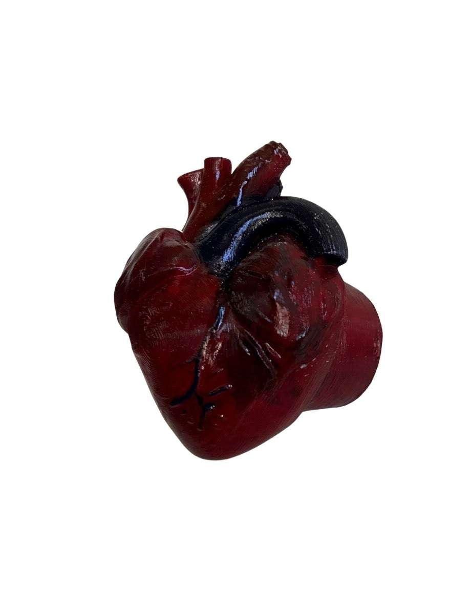 Appendiabiti anatomico